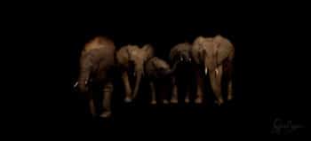 Famille in the Dark