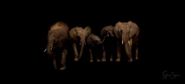 Famille in the Dark