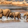 La Traversée des Éléphants