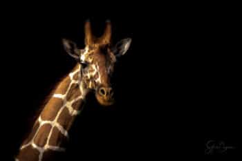 Girafe in the Dark