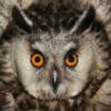 Regard Intense et Troublant - Hibou Moyen Duc