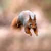 Scrat Couleurs Automnales