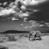 Dans la Plaine de Samburu - Noir et Blanc