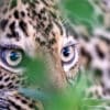 Regard Furtif
