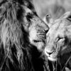Le Baiser