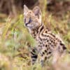 Jeune Serval