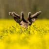 Peek a Boo