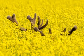Sous-Marin Jaune