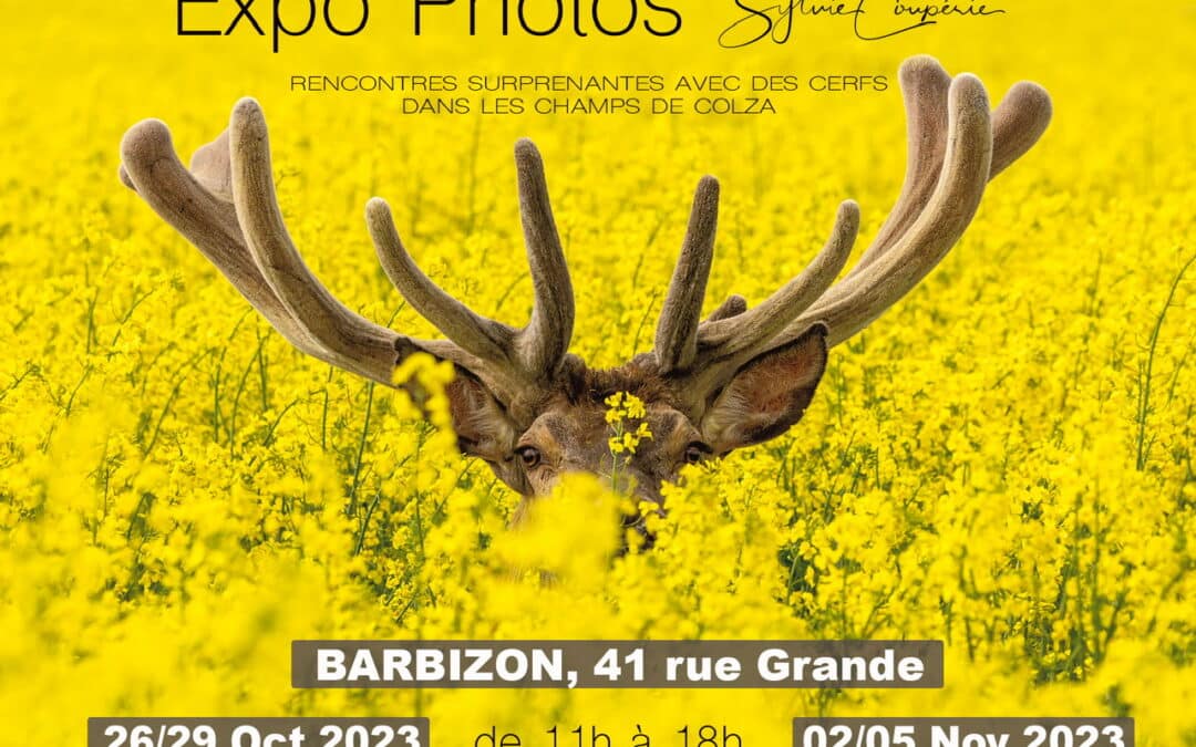 BARBIZON – EXPO “Cerfs dans les Colza”