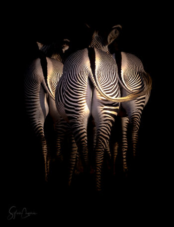 Culs de Zèbres in the Dark