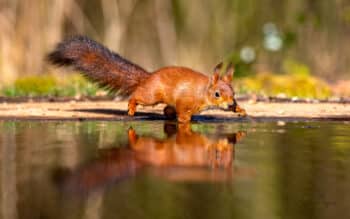 Ecureuil Reflet Clair
