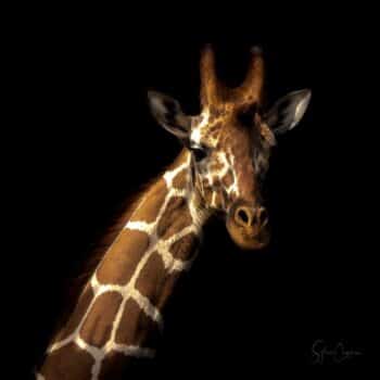 Girafe in the Dark Carré