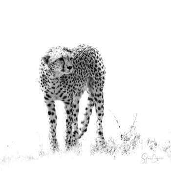 Guépard Fond Blanc Carré
