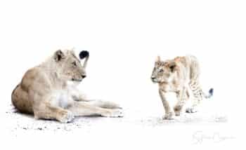 Mother and Cub
