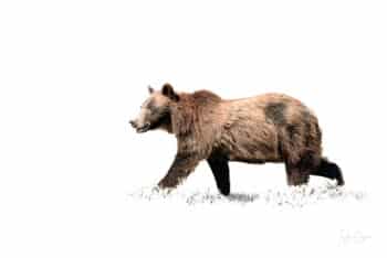 Mamma Grizzli Fond Blanc