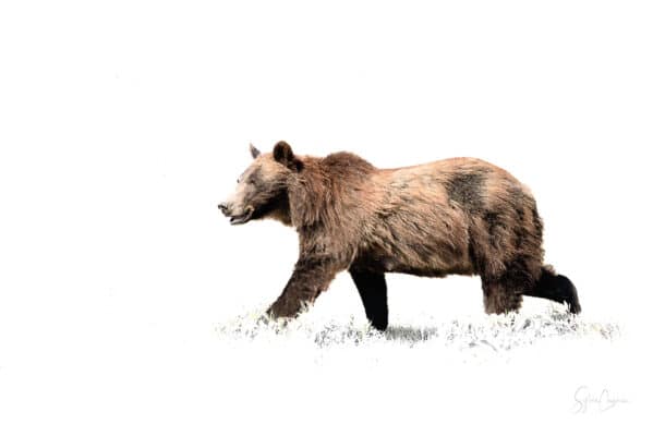 Mamma Grizzli Fond Blanc