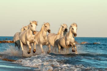 Cavalcade dans les Vagues