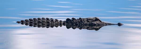 Alligator Reflet Panoramique
