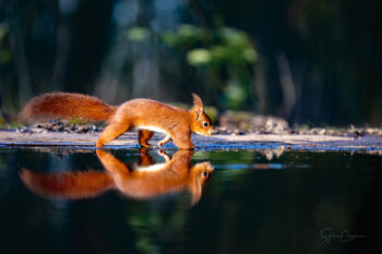 Ecureuil Reflet Sombre