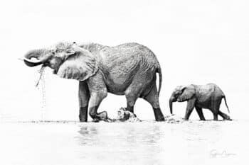 Elephant and Baby sur fond Blanc