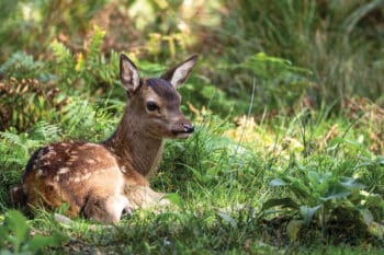 Bambi Couché