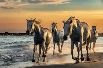 Cavalcade en Contre-jour "Paysage"