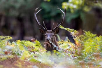 Cerf dans les Fougères