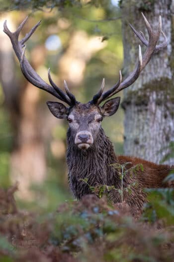Le Roi des Forêts