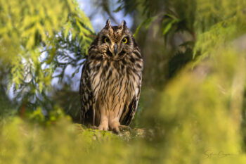 Les Yeux Jaunes du Hibou des Marais