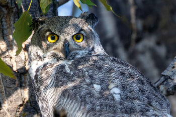 Le Hibou Grand Duc d'Amérique