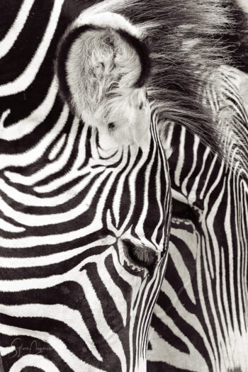 Zèbres : Close Up