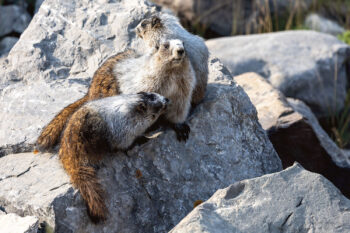 Marmottes en Famille