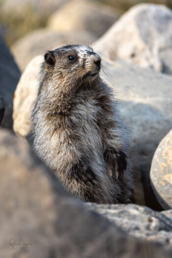 Marmotte aux Aguets